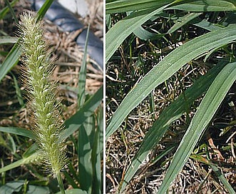 Setaria pumila