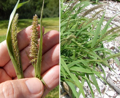 Setaria verticillata