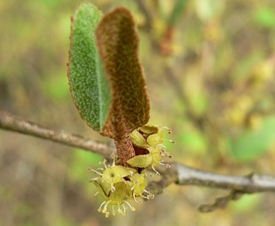 Shepherdia canadensis