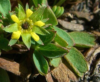 Sibbaldia procumbens