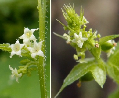 Sicyosperma gracile