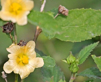 Sida rhombifolia