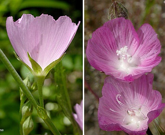 Sidalcea asprella