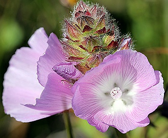 Sidalcea calycosa