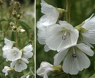 Sidalcea candida