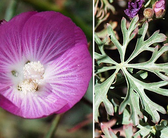 Sidalcea glaucescens