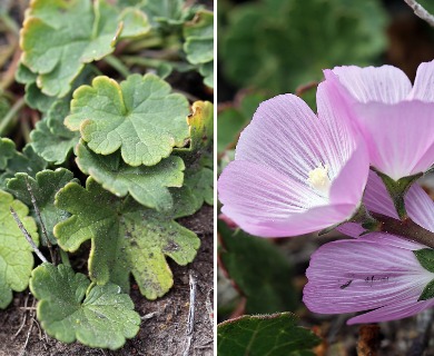 Sidalcea malviflora