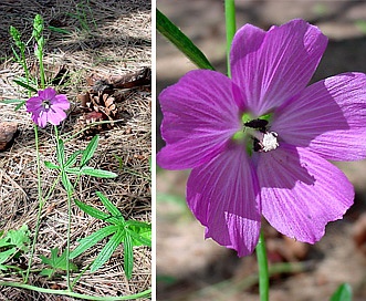 Sidalcea neomexicana