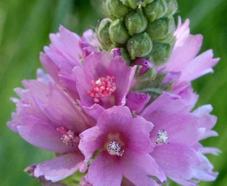 Sidalcea oregana