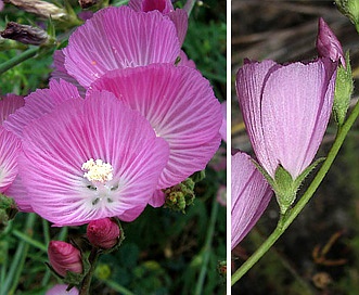 Sidalcea sparsifolia