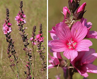 Sidalcea virgata