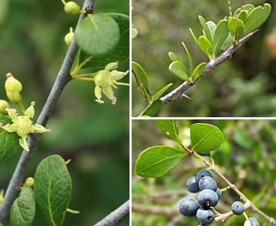 Sideroxylon celastrinum