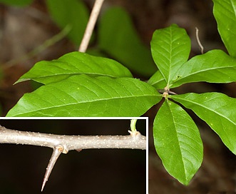 Sideroxylon lycioides