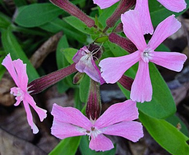 Silene caroliniana