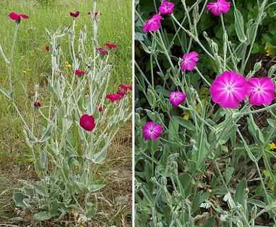 Silene coronaria