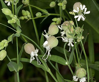 Silene csereii