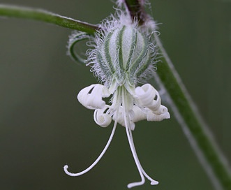 Silene dichotoma