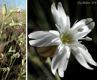 Silene douglasii