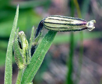 Silene drummondii