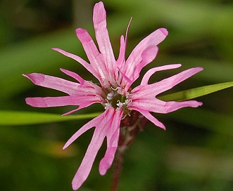 Silene flos-cuculi