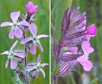 Silene gallica