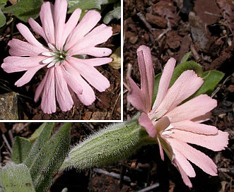 Silene hookeri