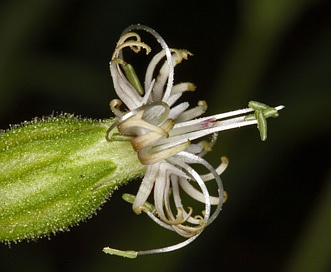 Silene lemmonii