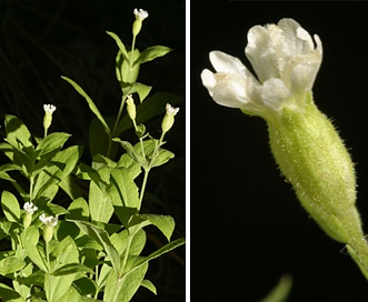 Silene menziesii