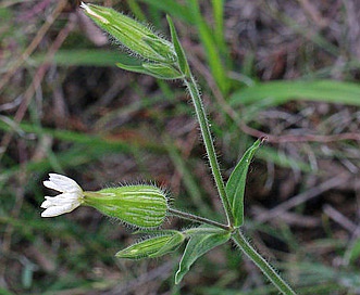 Silene nivea