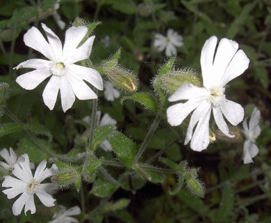 Silene noctiflora