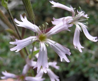 Silene occidentalis