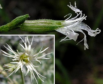 Silene oregana