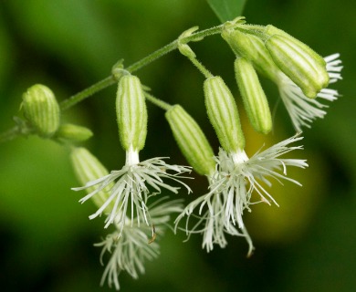 Silene ovata