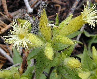 Silene parishii