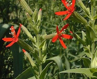 Silene regia