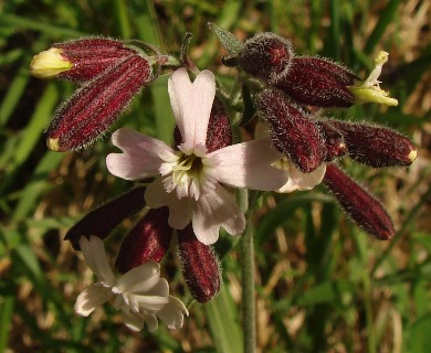 Silene repens