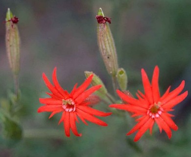 Silene rotundifolia