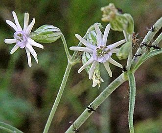 Silene scouleri