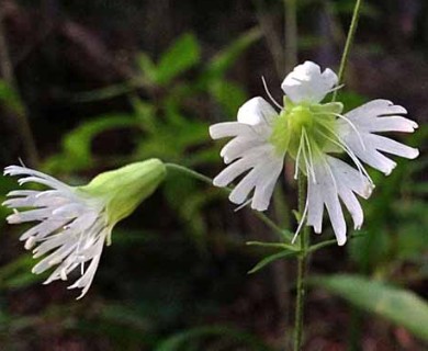 Silene stellata