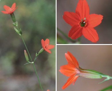 Silene subciliata