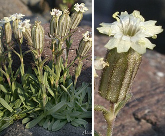 Silene suksdorfii