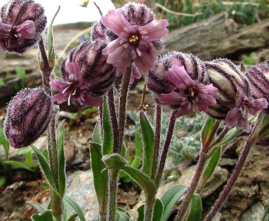 Silene uralensis