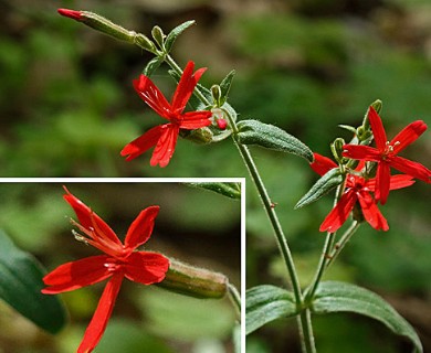 Silene virginica