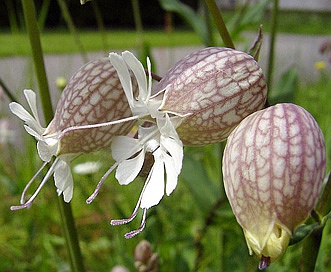 Silene vulgaris