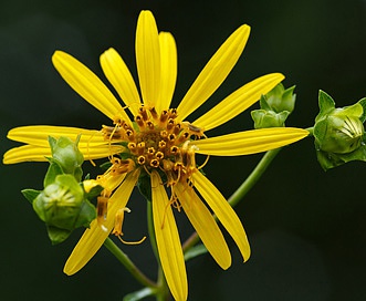 Silphium trifoliatum