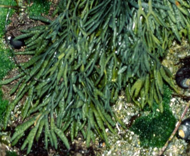 Silvetia compressa