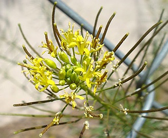 Sisymbrium irio