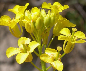 Sisymbrium loeselii