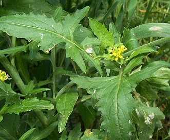 Sisymbrium officinale