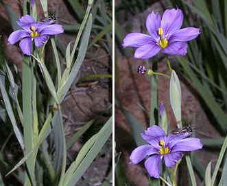 Sisyrinchium bellum